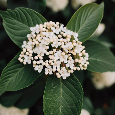 Viburnum tinus Téli bangita