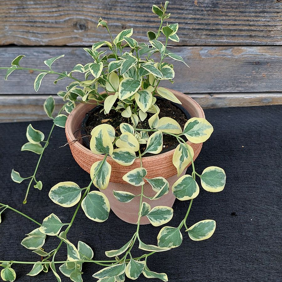 Nagy meténg Vinca major 'Aureomarginata'