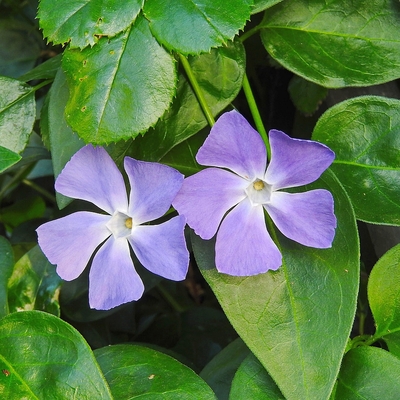 Vinca major Nagy meténg