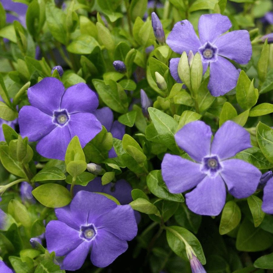 Vinca minor 'Bowles's Variety' Kis met&eacute;ng