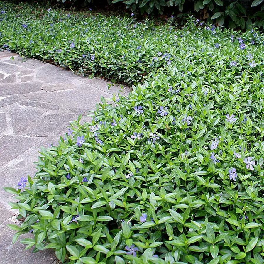 Kis met&eacute;ng Vinca minor 'Bowles's Variety'