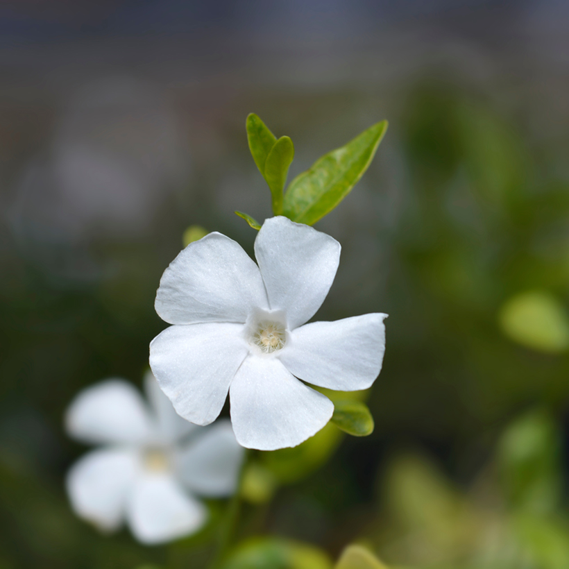 Vinca minor 'Elisa' Kis met&eacute;ng