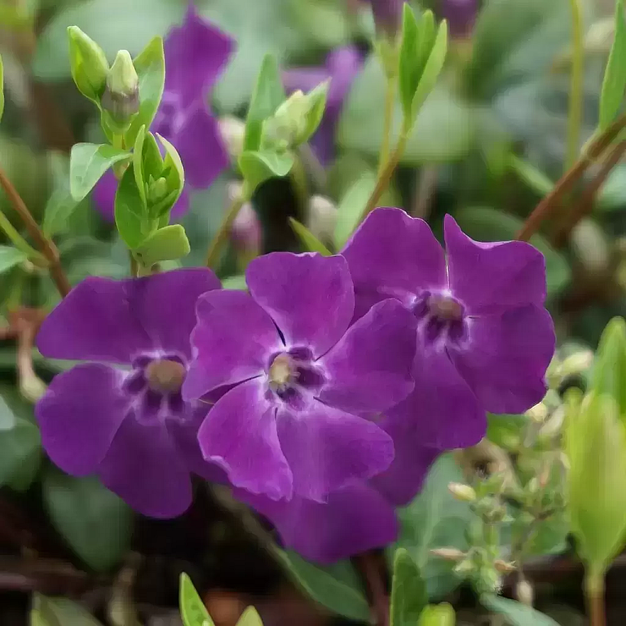 Vinca minor 'Multiplex' Kis met&eacute;ng