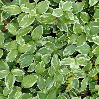 Kis meténg Vinca minor 'Variegata'