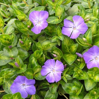 Vinca major 'Maculata' Nagy meténg