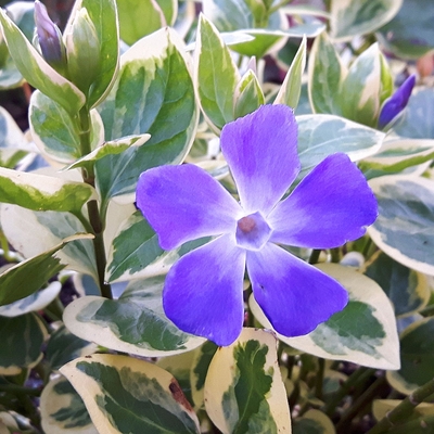 Vinca major 'Variegata' Nagy meténg