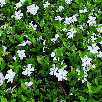 Vinca minor 'Alba' Kis meténg