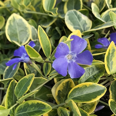 Vinca minor 'Blue and Gold' Kis meténg