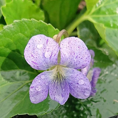 Viola sororia 'Dark Freckles' Csíkos ibolya