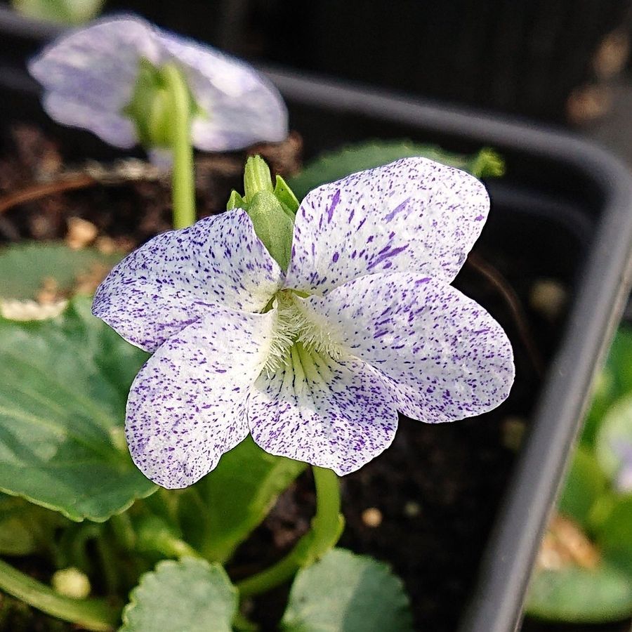 Viola sororia 'Freckles' Cs&iacute;kos ibolya