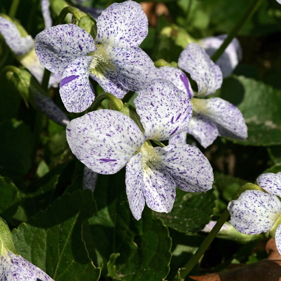 Cs&iacute;kos ibolya Viola sororia 'Freckles'