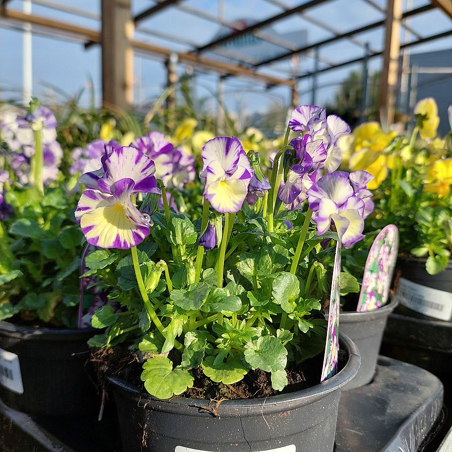 Évelő árvácska Viola 'Rebecca Cawthorne'