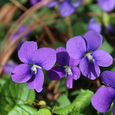 Viola sororia Csíkos ibolya