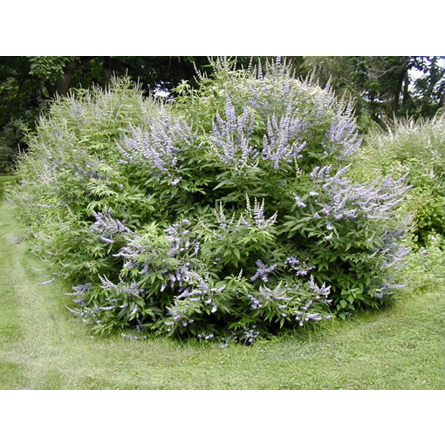 K&iacute;nai bar&aacute;tcserje Vitex negundo