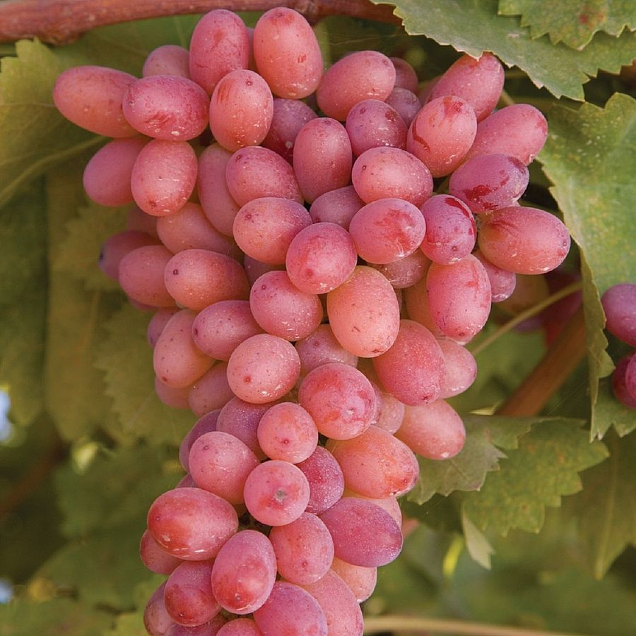 Vitis vinifera 'Sultanina Rossa' Szőlő Sultanina Rossa