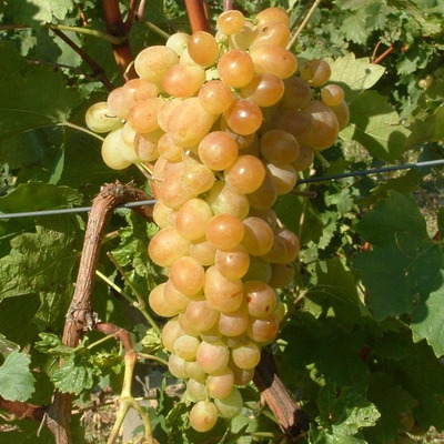 Vitis vinifera 'Afuz Ali' Szőlő Afuz Ali