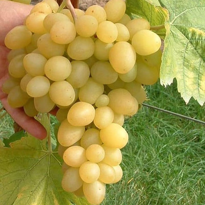 Vitis vinifera '&Aacute;rk&aacute;dia' Szőlő &Aacute;rk&aacute;dia