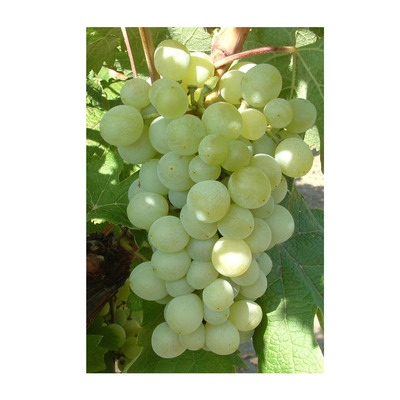 Vitis vinifera 'Attila' Szőlő Attila