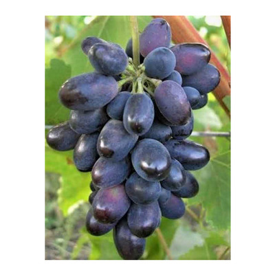 Vitis vinifera 'Black Magic' Szőlő Black Magic