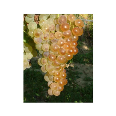 Vitis vinifera 'Chasselas Fehér' Szőlő Chasselas Fehér