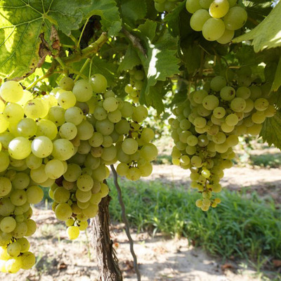 Vitis vinifera 'Csabagyöngye' Szőlő Csabagyöngye
