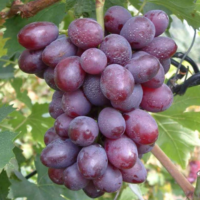 Vitis vinifera 'Dunav' Szőlő Dunav