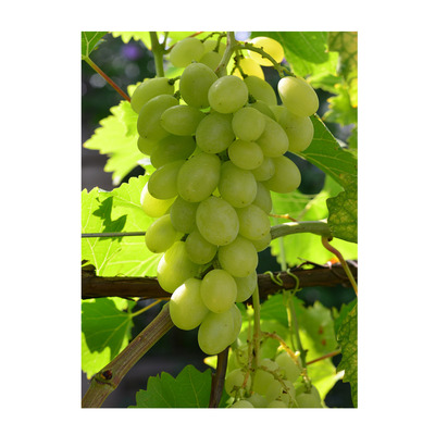 Vitis vinifera '&Eacute;va' Szőlő &Eacute;va