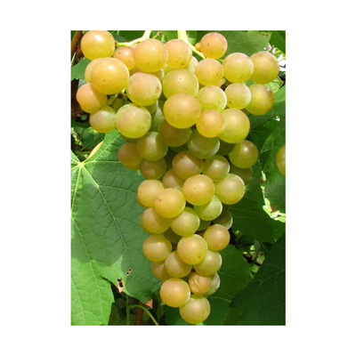 Vitis vinifera 'Favorit' Szőlő Favorit