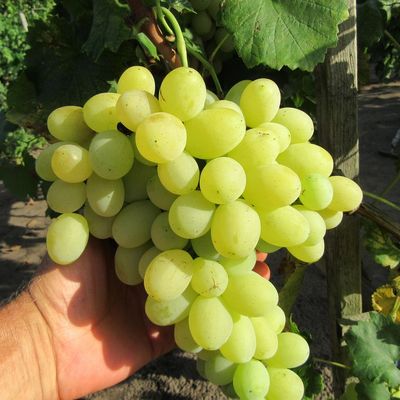 Vitis vinifera 'Flóra' Szőlő Flóra