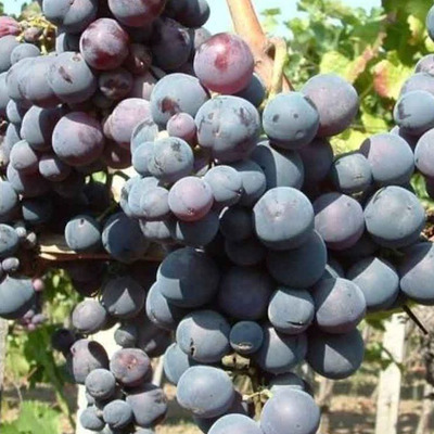 Vitis vinifera 'Guzal Kara' Szőlő Guzal Kara