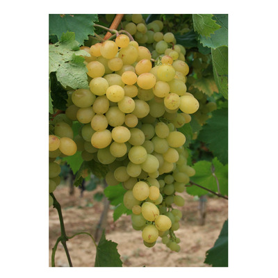 Vitis vinifera 'Helikon Sz&eacute;pe' Szőlő Helikon Sz&eacute;pe