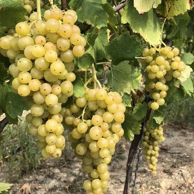 Vitis vinifera 'Irsai Oliv&eacute;r' Szőlő Irsai Oliv&eacute;r