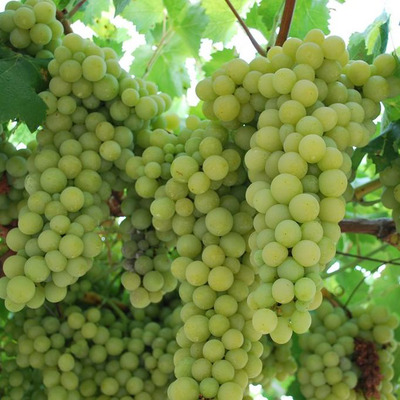 Vitis vinifera 'Italia' Szőlő Italia