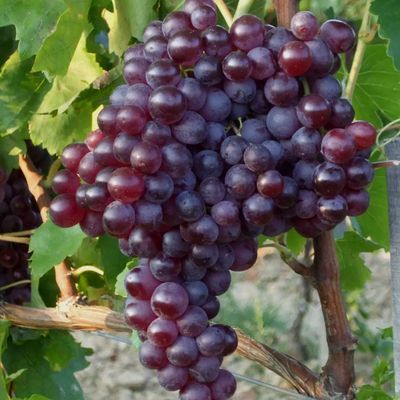 Vitis vinifera 'Kismis Moldovszkij' Szőlő Kismis Moldavszkij