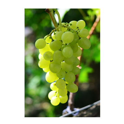 Vitis vinifera 'Kozma Pálné Muskotály' Szőlő Kozma Pálné Muskotály