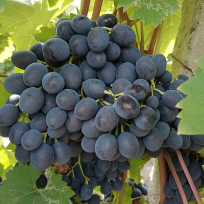 Vitis vinifera 'Moldova' Szőlő Moldova