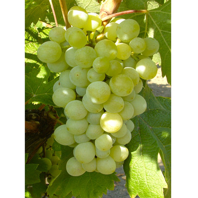 Vitis vinifera 'Narancsízű' Szőlő Narancsízű