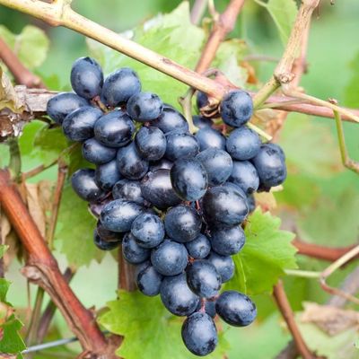 Vitis vinifera 'Nero' Szőlő Nero