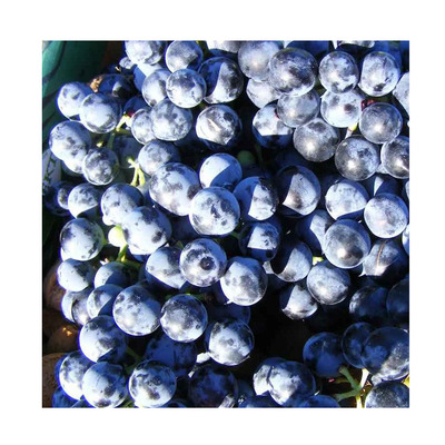 Vitis vinifera 'Othello' Szőlő Othello