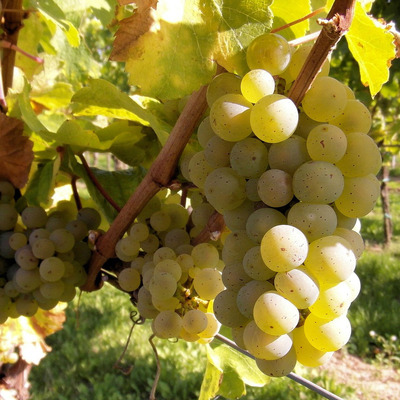 Vitis vinifera 'Palatina/Augusztusi Muskot&aacute;ly' Szőlő Palatina/Augusztusi Musk