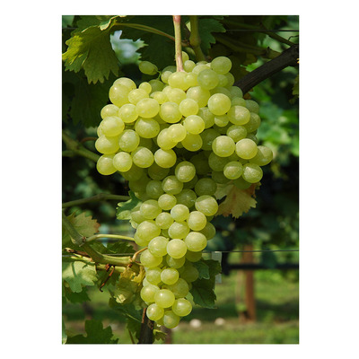 Vitis vinifera 'Pannónia Kincse' Szőlő Pannónia Kincse