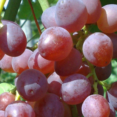 Vitis vinifera 'Piros Szult&aacute;n' Szőlő Piros Szult&aacute;n
