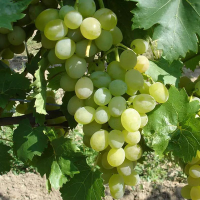 Vitis vinifera 'P&ouml;l&ouml;skei Muskot&aacute;ly' Szőlő P&ouml;l&ouml;skei Muskot&aacute;ly