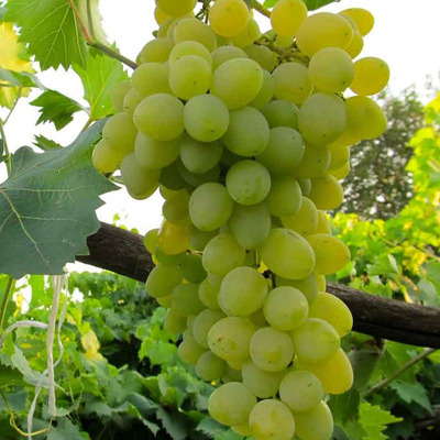 Vitis vinifera 'S&aacute;ba Kir&aacute;lynője' Szőlő S&aacute;ba Kir&aacute;lynője
