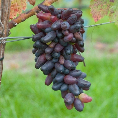 Vitis vinifera 'Souvenir' Szőlő Souvenir