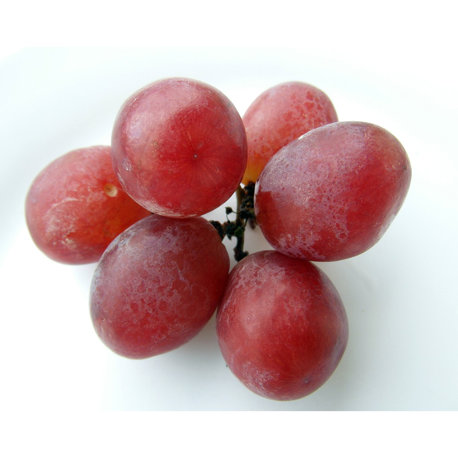 Szőlő Piros Szult&aacute;n Vitis vinifera 'Piros Szult&aacute;n'