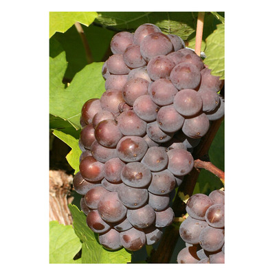 Vitis vinifera 'Szürkebarát' Szőlő Szürkebarát