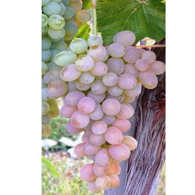 Vitis vinifera 'Ter&eacute;z' Szőlő Ter&eacute;z