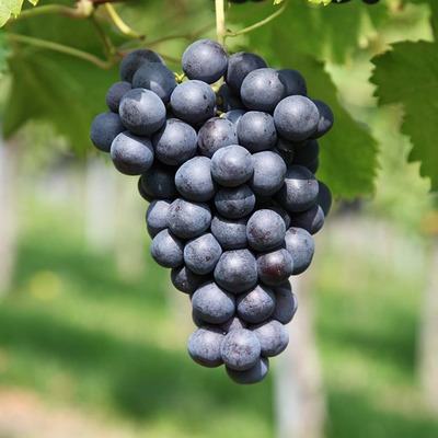 Vitis vinifera 'Venus' Szőlő Venus