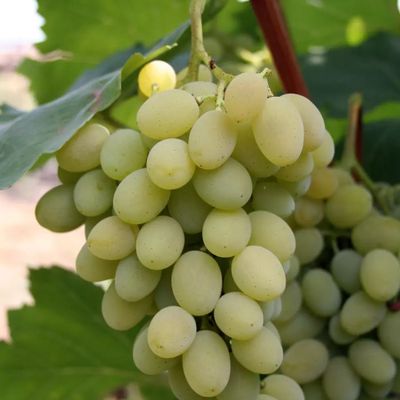 Vitis vinifera 'Vikt&oacute;ria' Szőlő Vikt&oacute;ria
